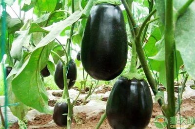 ���ӵ�����ص���ʲô����ֲ����Ӧ�����ʩ�ʣ�