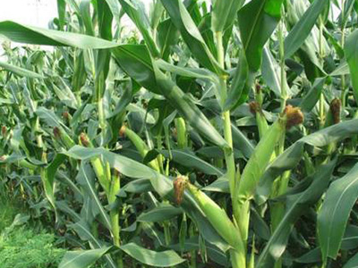 ����ȱ�ػ������Щ֢״ ��ô���з���