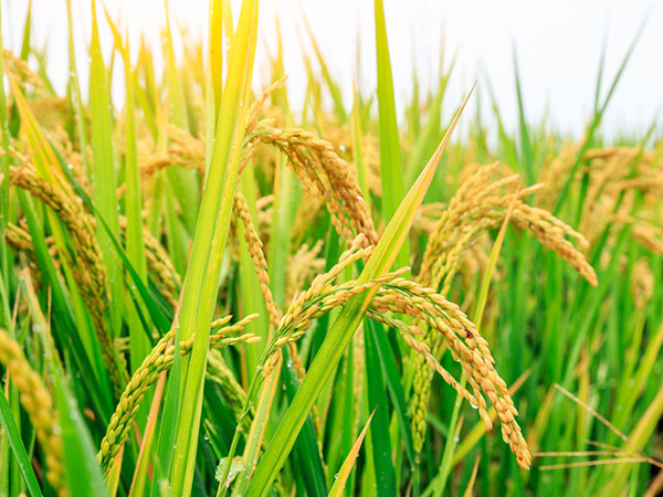 ˮ�����溦�ص�����Щ ˮ�����溦��η���