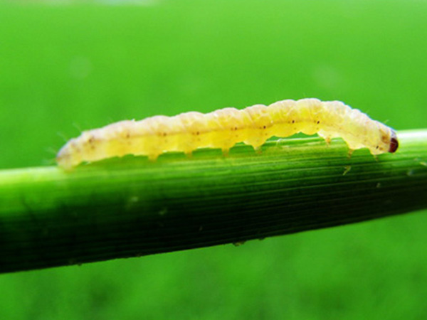 ˮ��������������ϰ����ʲô ������Σ��֢״����Щ