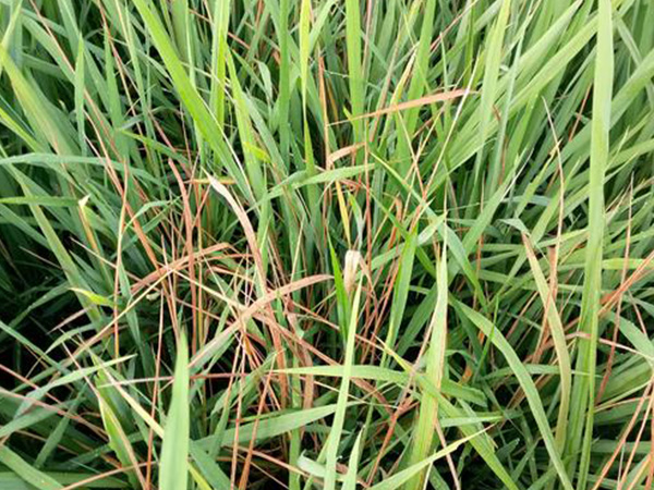 ˮ�����ĳ�������ѵ�ԭ������Щ ���ʹ��ҩ������