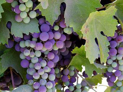 ������δ������ߣ����Ѵ������߷���