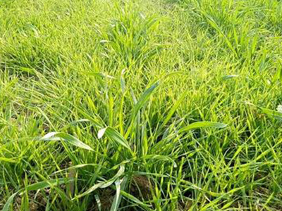 �����Ӳ���η�����Ч�������Ӳݷ��μ���