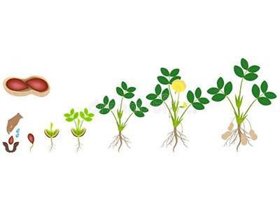 ��������ҩ����ʲôҩ��ʲôʱ���磿