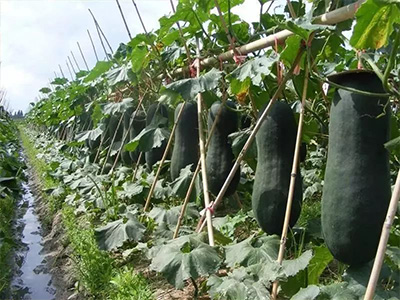 ����Ӧ����ô�� ������ֲ������ˮ�ʹ�������