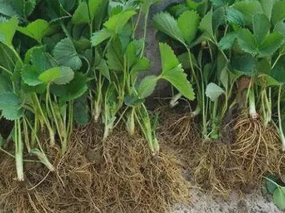 ����׳���ʲôʱ���� ʹ�÷���